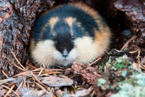 Nauka poprawnego rysowania lemming Nauka poprawnego rysowania lemming